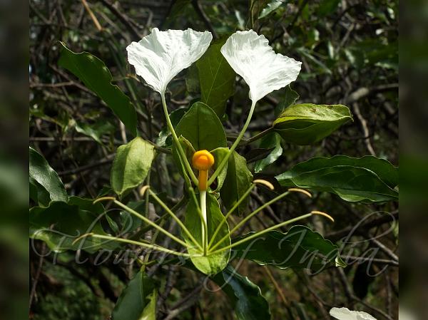 Three-Leaf Cadaba
